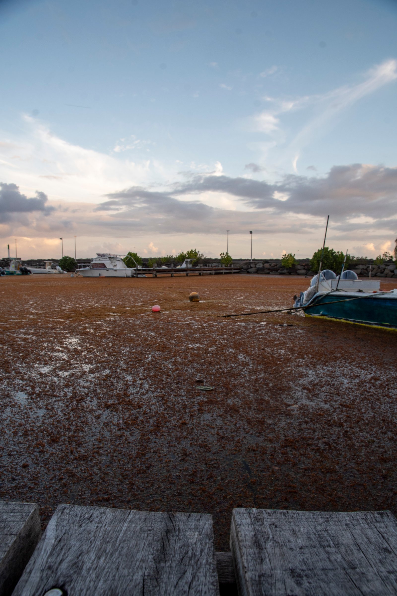 Mer de sargasse depuis un quai